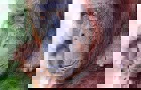 Orang Utan 4