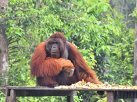 A dominant male orangutan sits at a feeding platform in the Kalimantan jungle, surrounded by lush greenery and natural habitat. 