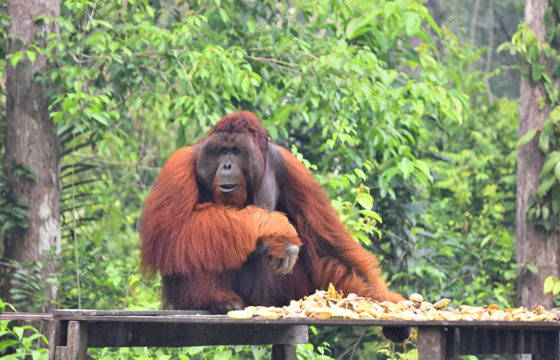 A dominant male orangutan sits at a feeding platform in the Kalimantan jungle, surrounded by lush greenery and natural habitat. 