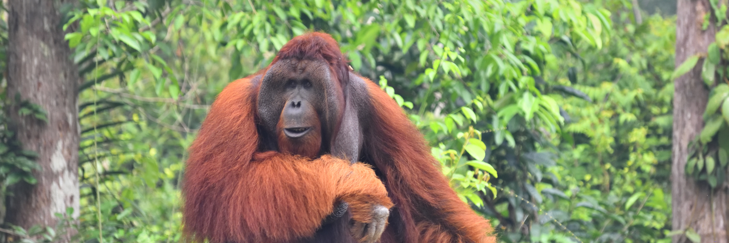 A dominant male orangutan sits at a feeding platform in the Kalimantan jungle, surrounded by lush greenery and natural habitat. 