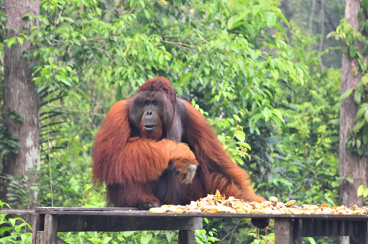 A dominant male orangutan sits at a feeding platform in the Kalimantan jungle, surrounded by lush greenery and natural habitat. 