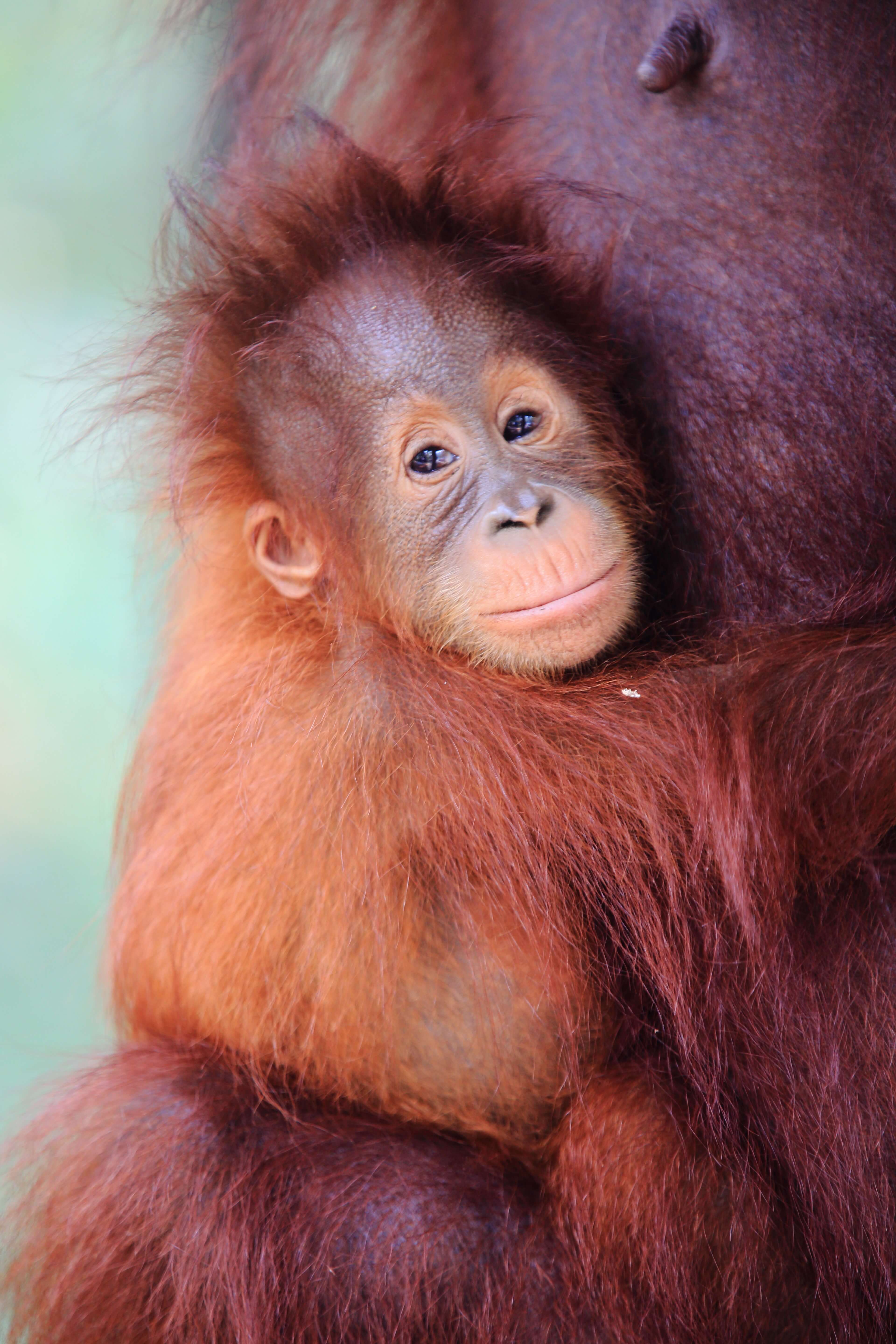 A close-up of a baby orangutan with reddish fur and bright eyes, nestled in the arms of its mother in Kalimantan, Indonesia. 
