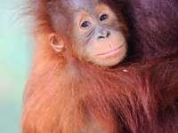 A close-up of a baby orangutan with reddish fur and bright eyes, nestled in the arms of its mother in Kalimantan, Indonesia. 