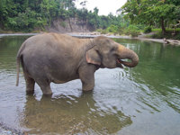 A Sumatran elephant wades through the river elephant Jungle lodge, a serene eco-retreat in Tangkahan, North Sumatra, Indonesia. 