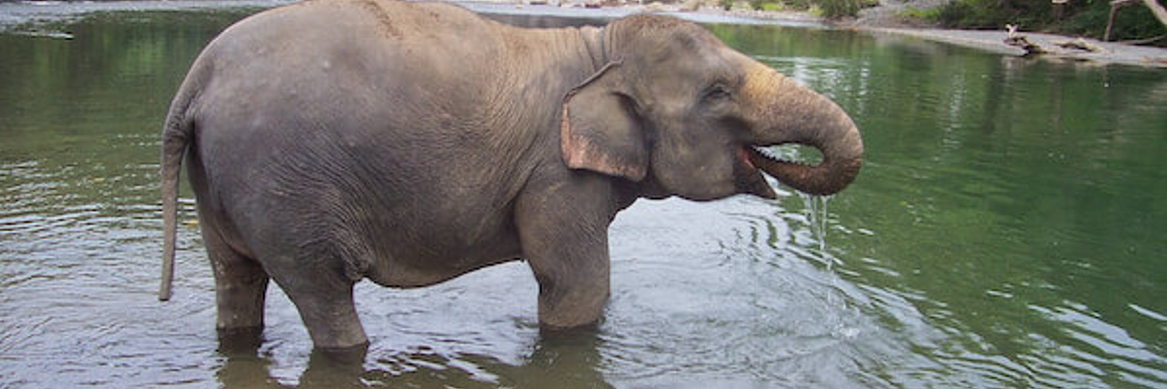 A Sumatran elephant wades through the river elephant Jungle lodge, a serene eco-retreat in Tangkahan, North Sumatra, Indonesia. 