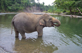 Elephant Jungle Lodge