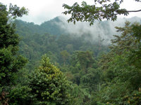 Lush green rainforest surrounds Jungle Lodge Tangkahan in North Sumatra, offering an immersive nature retreat in the Sumatran wilderness. 