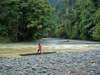 A person crossing a shallow rocky river surrounded by dense jungle in Tangahan, Sumatra, Indonesia. 