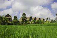 Traditional Indonesian village huts with thatched roofs overlooking lush green rice fields under a partly cloudy sky. 
