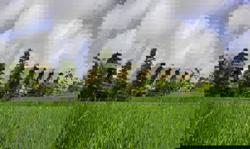 Traditional Indonesian village huts with thatched roofs overlooking lush green rice fields under a partly cloudy sky. 