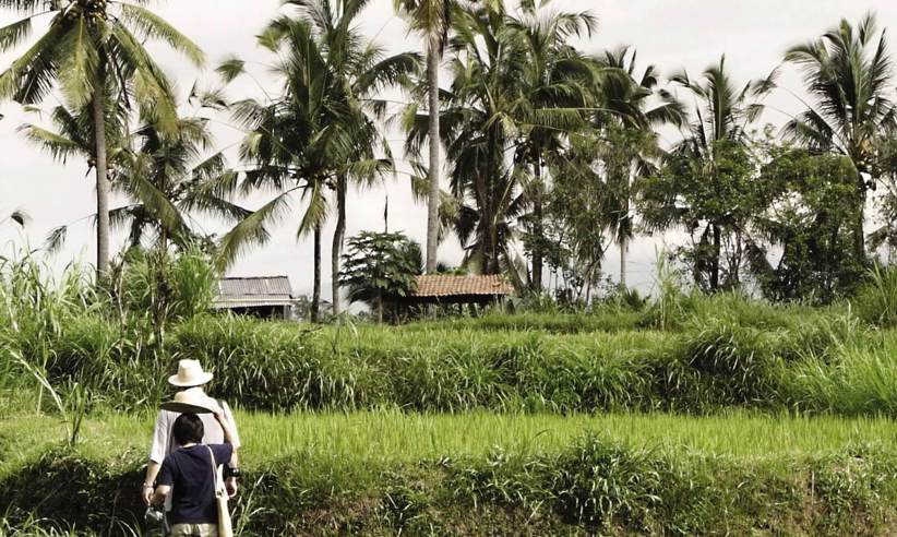Des Asia Indonesia Bali Rice Field02 1600X1600