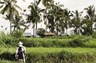 Des Asia Indonesia Bali Rice Field02 1600X1600