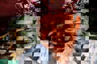 Pbmlocal