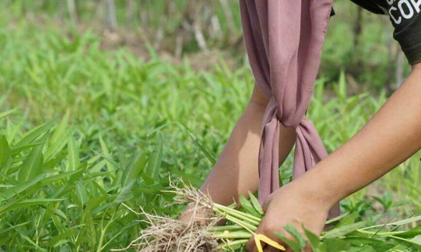 Organic garden