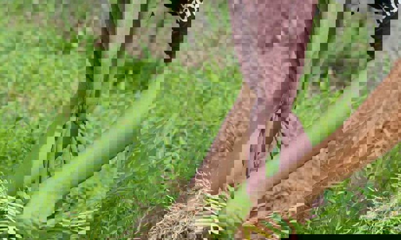 Organic garden