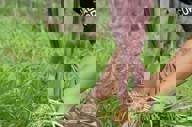 Organic garden