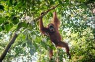 Observe Orangutans 