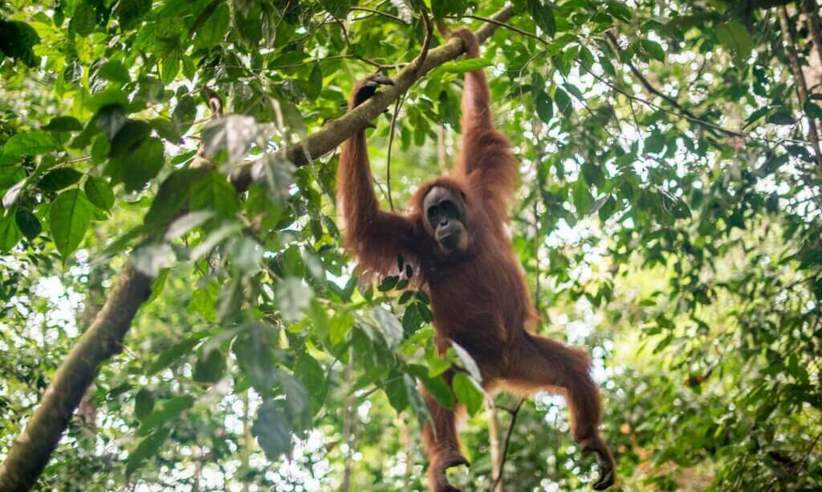 Observe Orangutans 