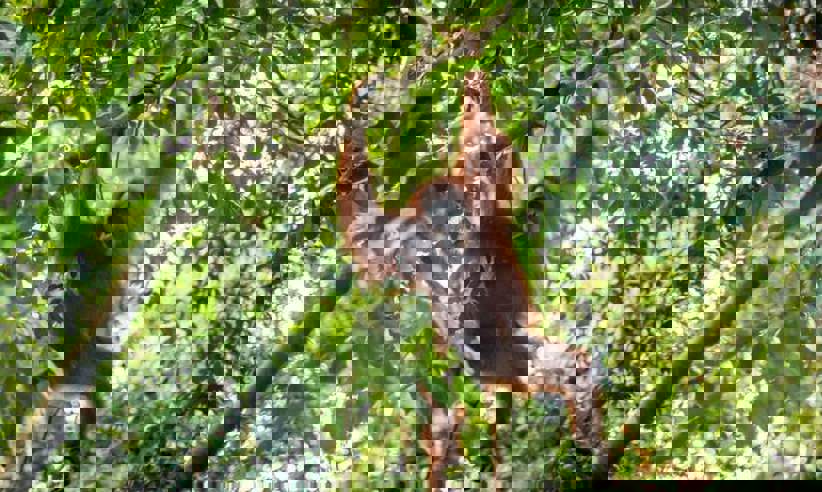 Observe Orangutans 