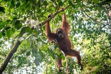Observe Orangutans 