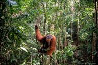 Wild orangutan spotted in Gunung Leuser National Park, Sumatra, during an ecolodge jungle trekking activity. 