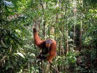 Wild orangutan spotted in Gunung Leuser National Park, Sumatra, during an ecolodge jungle trekking activity. 