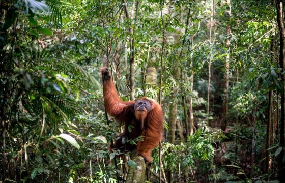 Wild orangutan spotted in Gunung Leuser National Park, Sumatra, during an ecolodge jungle trekking activity. 