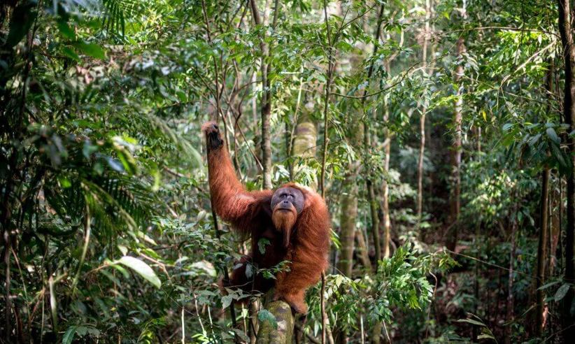 Wild orangutan spotted in Gunung Leuser National Park, Sumatra, during an ecolodge jungle trekking activity. 