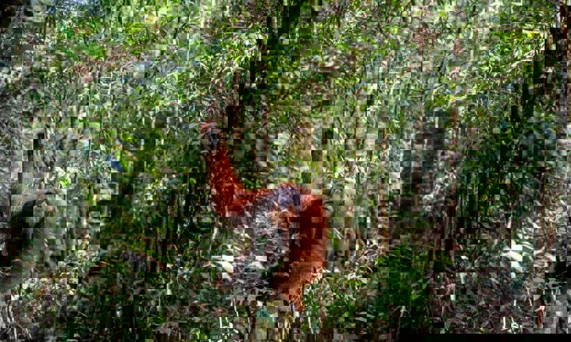 Wild orangutan spotted in Gunung Leuser National Park, Sumatra, during an ecolodge jungle trekking activity. 