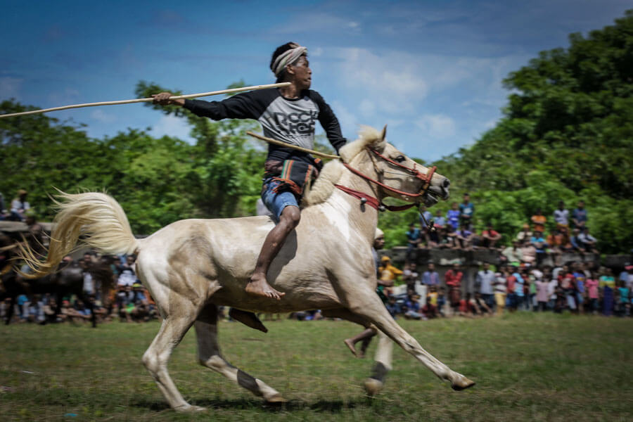 Sumba warrior in traditional attire charging on horseback during the Pasola Festival, a ceremonial spear-throwing event in Indonesia. 