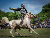 Sumba warrior in traditional attire charging on horseback during the Pasola Festival, a ceremonial spear-throwing event in Indonesia. 