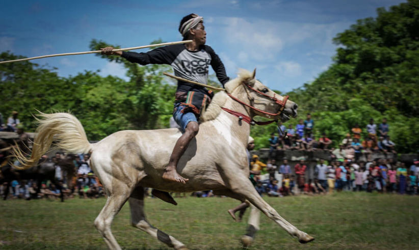 Sumba warrior in traditional attire charging on horseback during the Pasola Festival, a ceremonial spear-throwing event in Indonesia. 