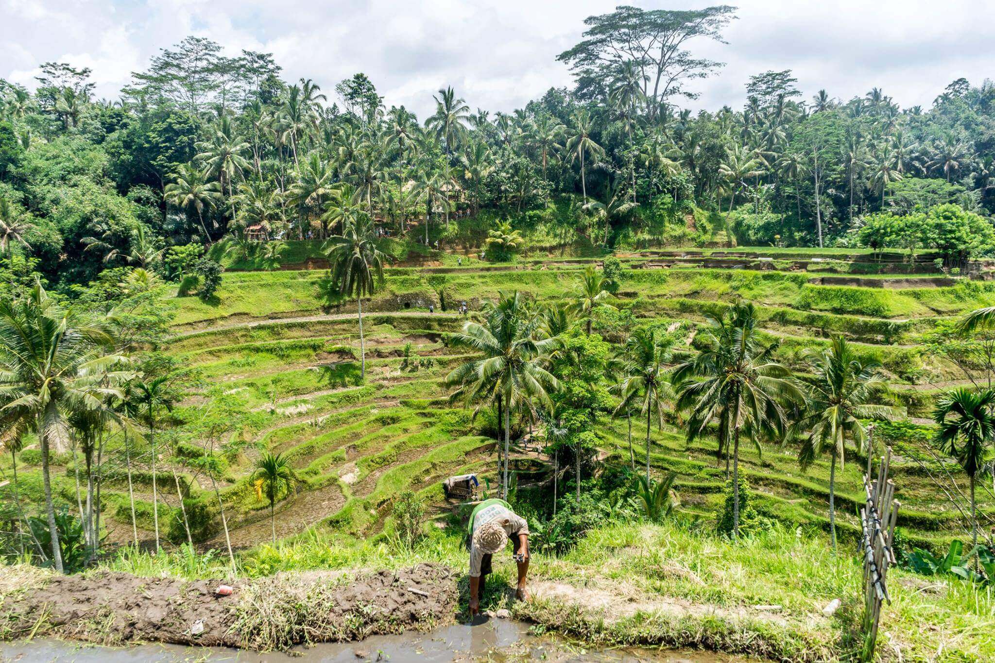 A farmer in a traditional hat works in the lush green rice terraces of Ubud, Bali, surrounded by dense palm forest. 