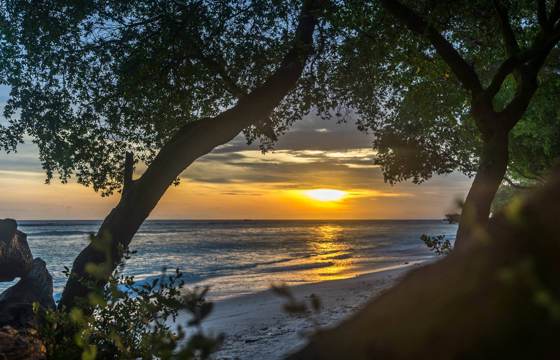 A golden sunset glows over the calm shores of the Gili islands, framed by silhouetted trees and a peaceful ocean horizon. 