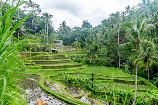 Lush green rice terraces surrounded by palm trees in the tropical hills of Ubud, Bali.  