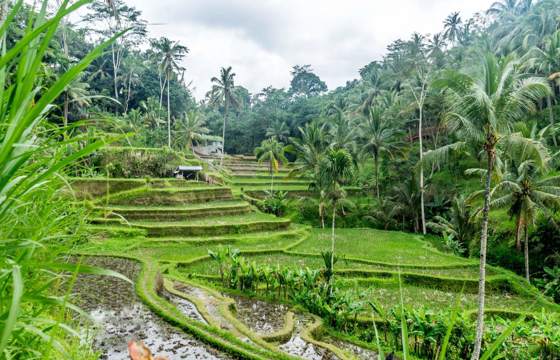 Lush green rice terraces surrounded by palm trees in the tropical hills of Ubud, Bali.  