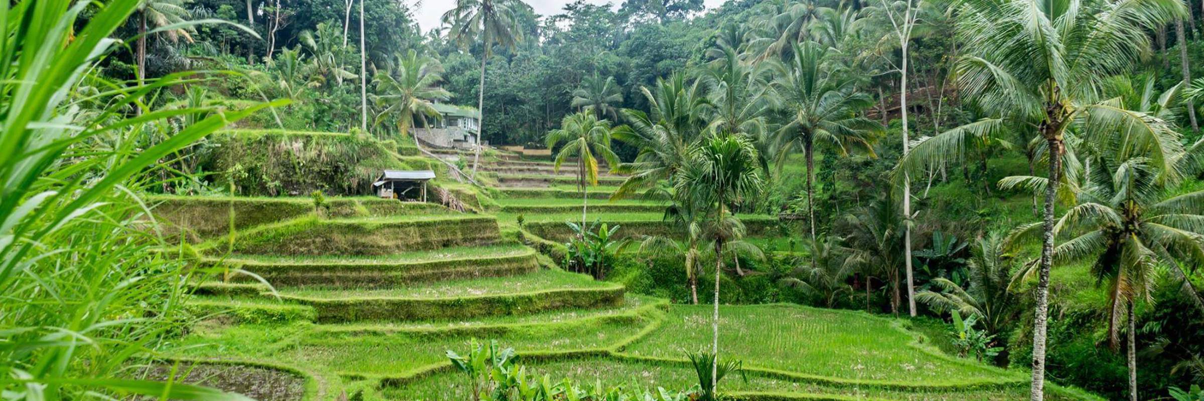 Lush green rice terraces surrounded by palm trees in the tropical hills of Ubud, Bali.  