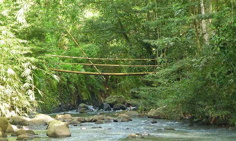 7 Medium Rainforest