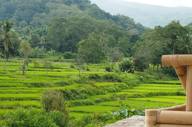 Lush green rice terraces on a hillside in Flores, Indonesia, framed by jungle vegetation and misty blue mountains in the background. 