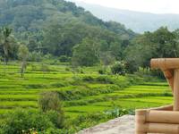 Lush green rice terraces on a hillside in Flores, Indonesia, framed by jungle vegetation and misty blue mountains in the background. 