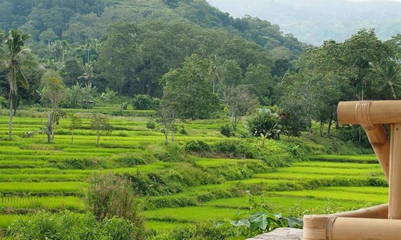 Lush green rice terraces on a hillside in Flores, Indonesia, framed by jungle vegetation and misty blue mountains in the background. 