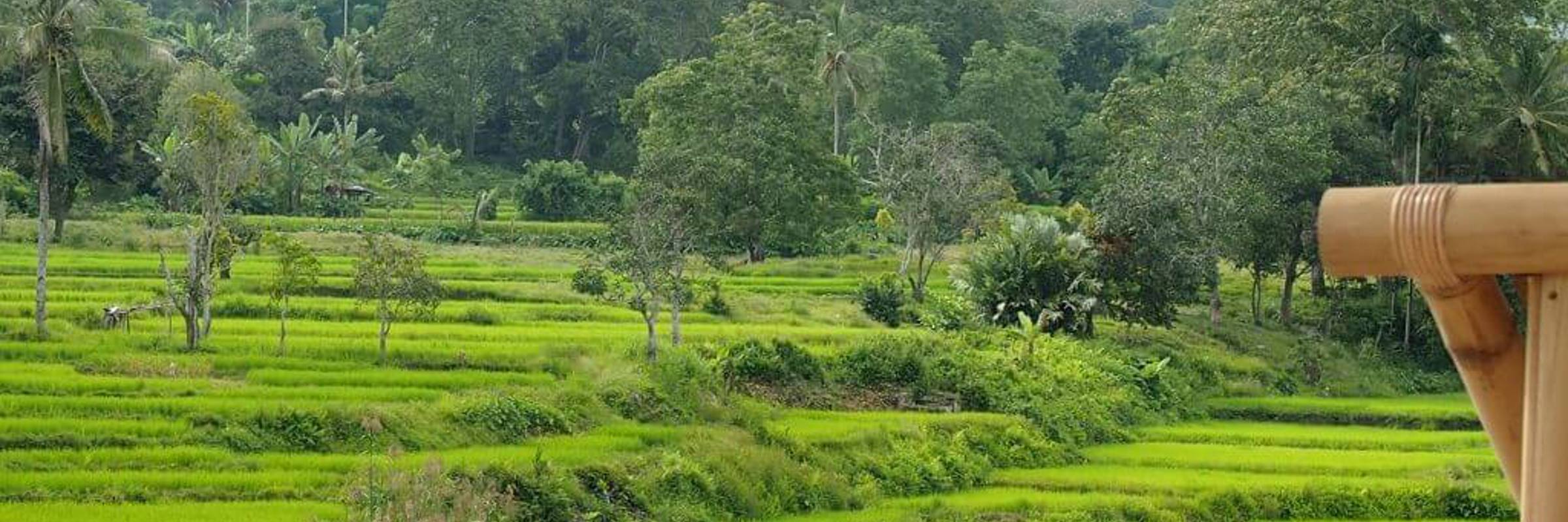 Lush green rice terraces on a hillside in Flores, Indonesia, framed by jungle vegetation and misty blue mountains in the background. 