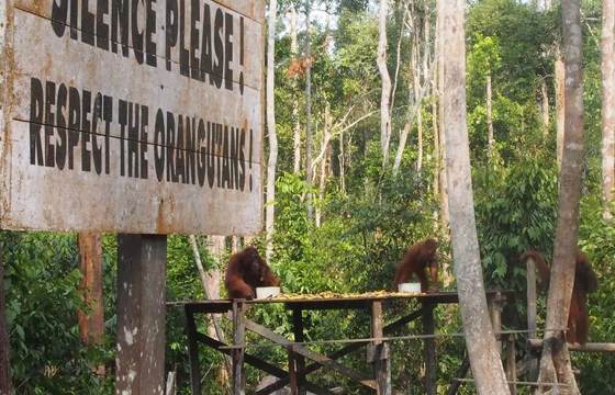 A wooden sign at Camp leaky in Indonesia reads " Respect the Orangutans", with orangutans visible in the forested background. 