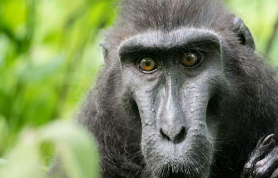 A close-up of a Celebes crested macaque in Sulawesi, Indonesia, its intense gaze framed by dark fur and vibrant green foliage. 