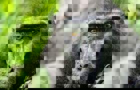 Celebes Crested Macaque G1d1a94184 1920
