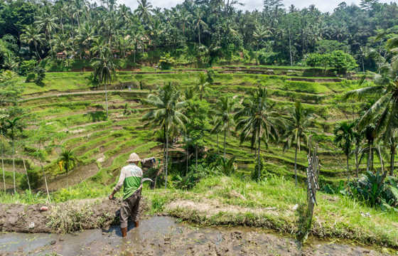A farmer surveys the green rice terraces of Ubud, surrounded by tropical palms and layered fields in Bali, Indonesia. 