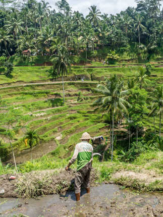 Farmer in the rice field terraces