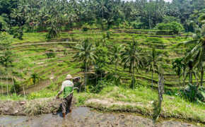 Farmer in the rice field terraces