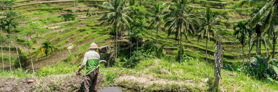 Farmer in the rice field terraces