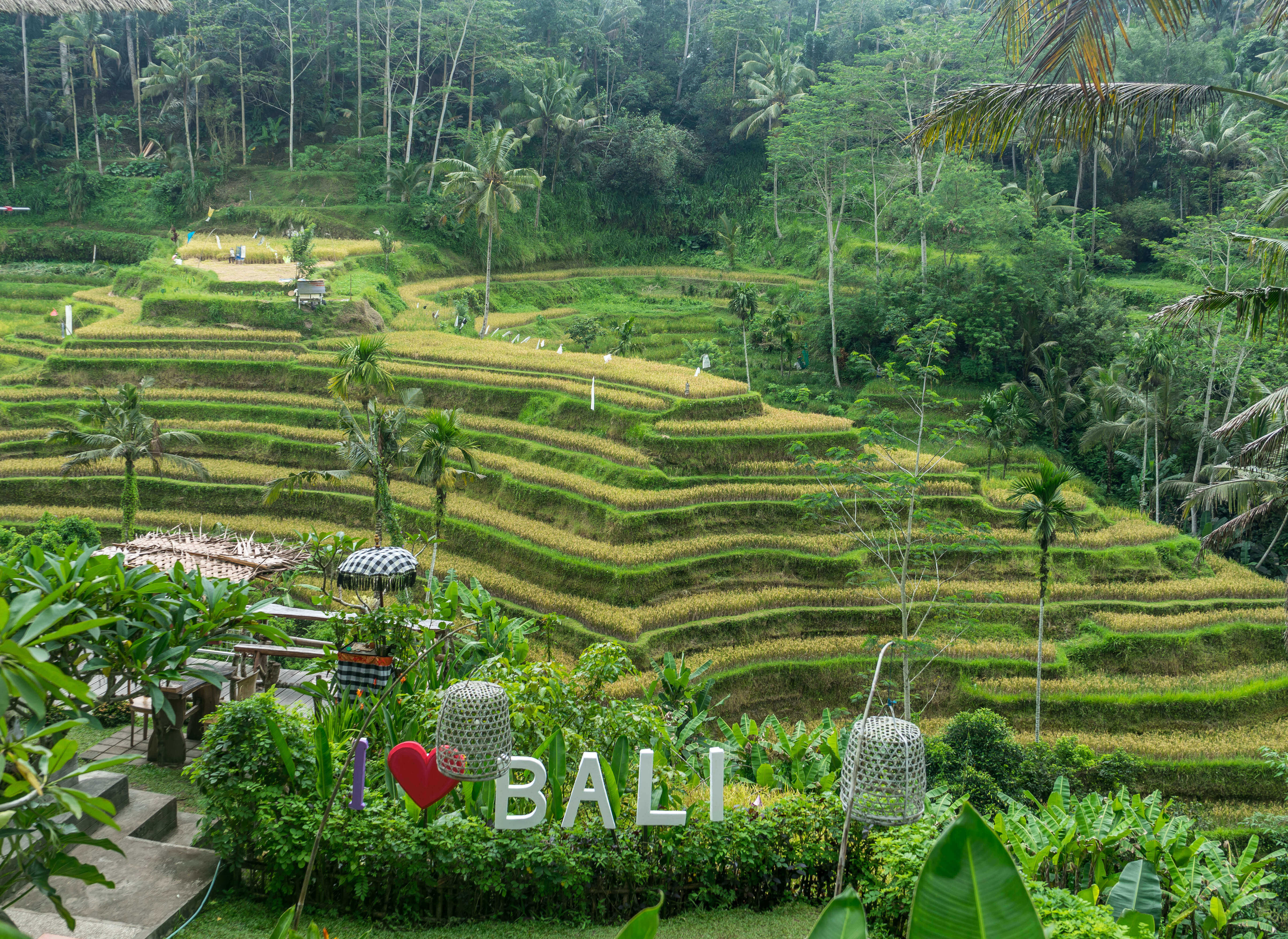 Lush green rice terraces near Ubud, Bali with a prominent "I love Bali" sign nestled among tropical plants. 